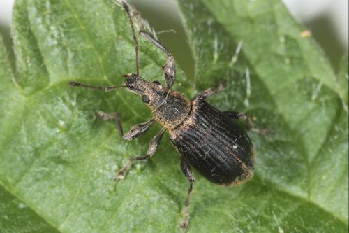 Réf. 139 722 : Phyllobius pomaceus