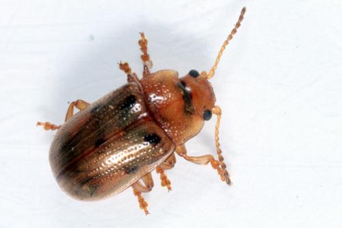Gonioctena sp.
