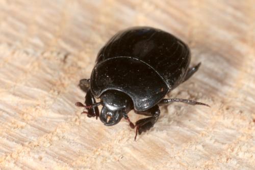 Margarinotus merdarius