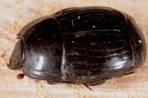 Réf. 139 904 : Margarinotus merdarius