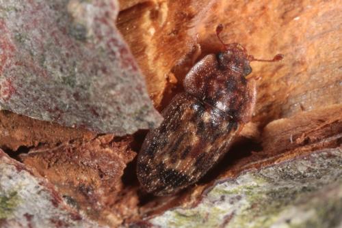 Réf. 139 597 : Soronia grisea