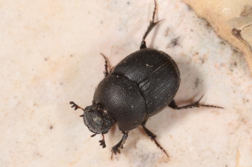 Réf. 139 705 : Onthophagus sp.
