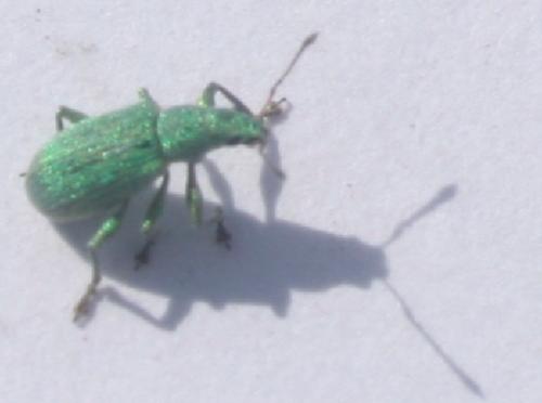 Polydrusus planifrons