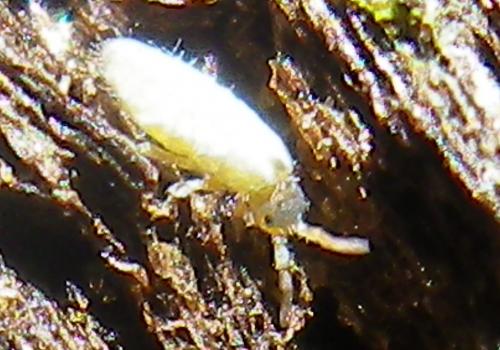 Lepidocyrtus curvicollis