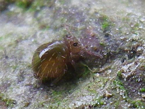 Allacma fusca