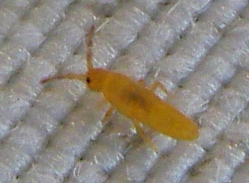 Entomobrya sp.