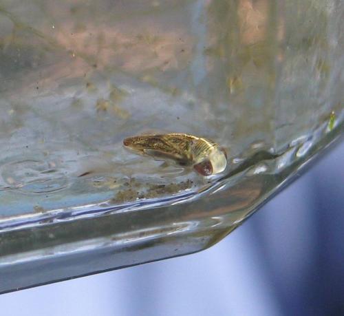 Réf. 139 037 : Sigara lateralis