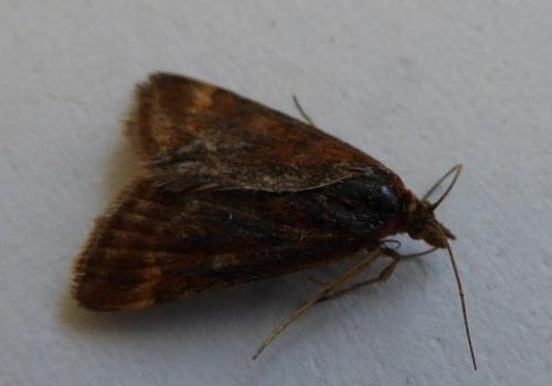 Pyrausta despicata