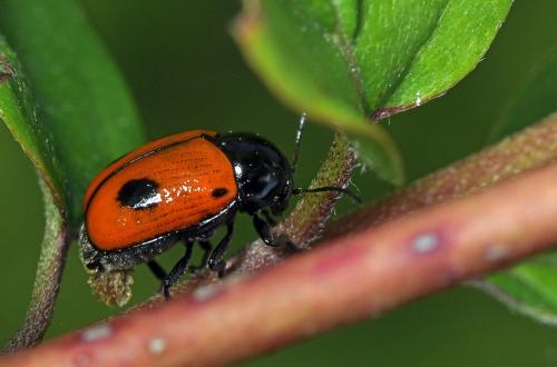 Réf. 139 999 : Cryptocephalus bipunctatus