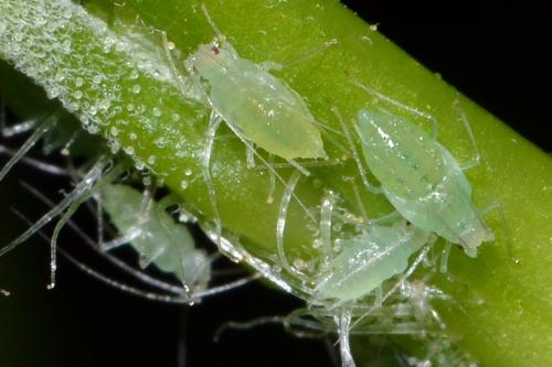 Cryptomyzus maudamanti