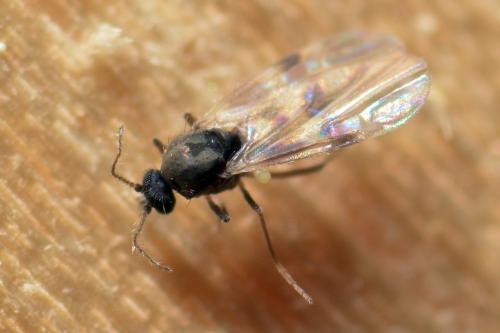 Réf. 139 073 : Culicoides sp.