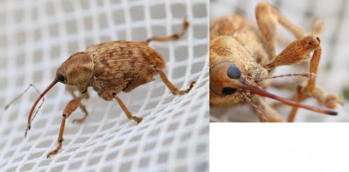 Curculio venosus