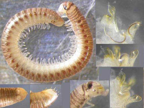 Cylindroiulus britannicus