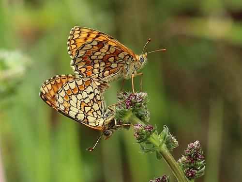 Melitaea deione