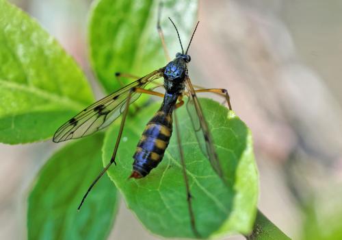 Réf. 139 185 : Ptychoptera contaminata