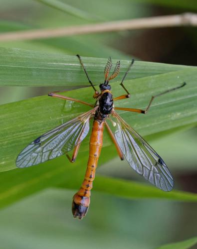 Réf. 139 739 : Tanyptera atrata