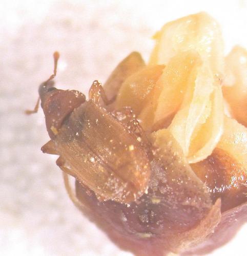 Derelomus chamaeropis