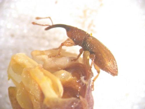 Derelomus chamaeropis