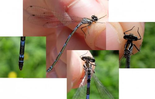 Réf. 139 341 : Coenagrion pulchellum
