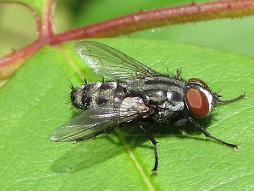 Miltogramma sp.