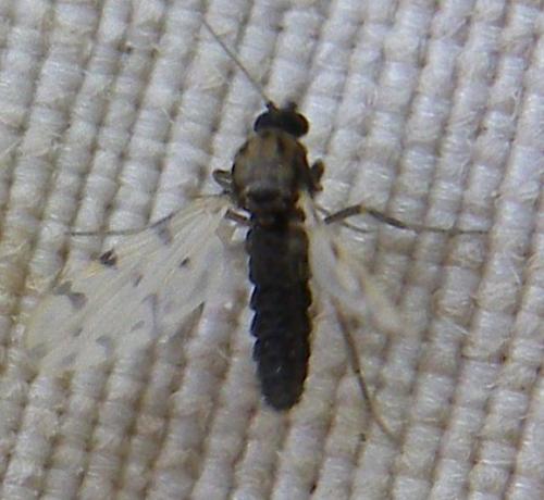 Culicoides pulicaris