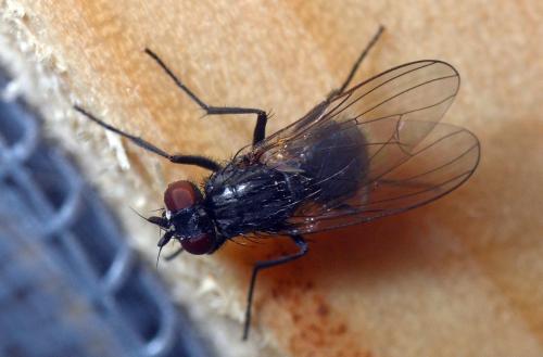 Hydrotaea dentipes