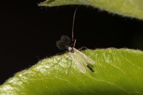 Microtendipes pedellus