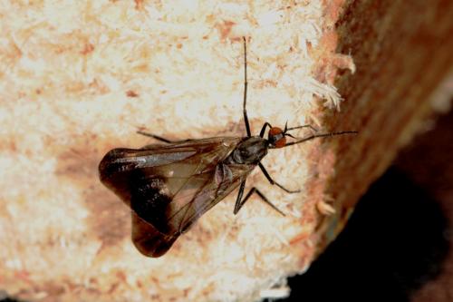 Rhamphomyia marginata