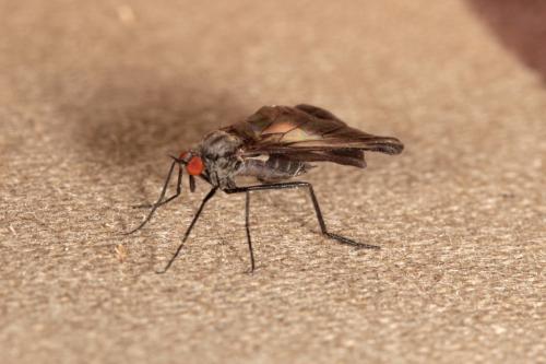 Rhamphomyia marginata