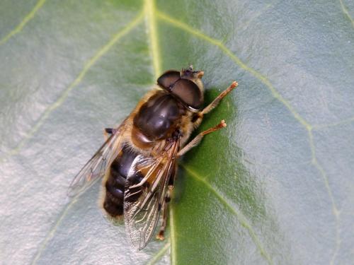 Réf. 139 616 : Eristalis pertinax