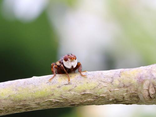 Myopa sp.