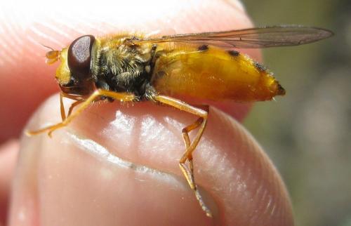 Epistrophe melanostoma