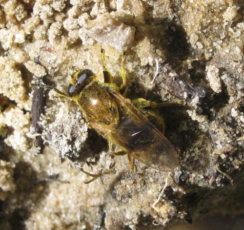 Myolepta vara