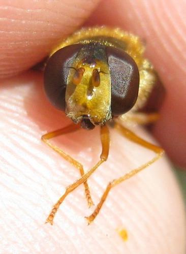 Epistrophe melanostoma