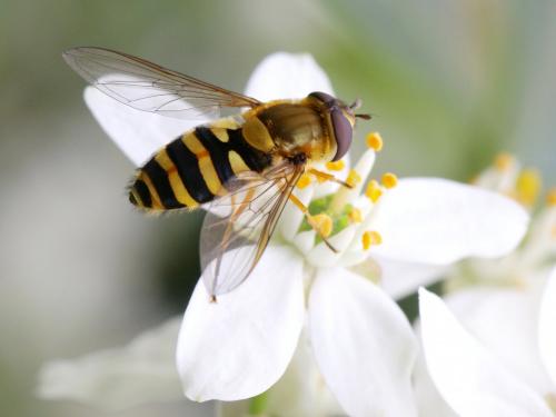 Syrphus ribesii