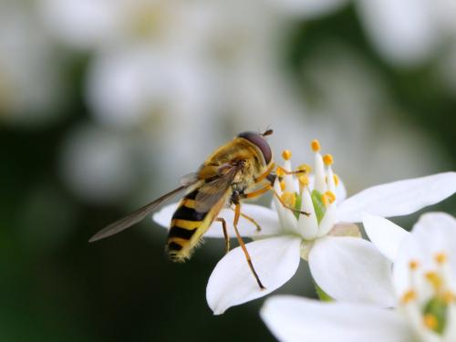Syrphus ribesii