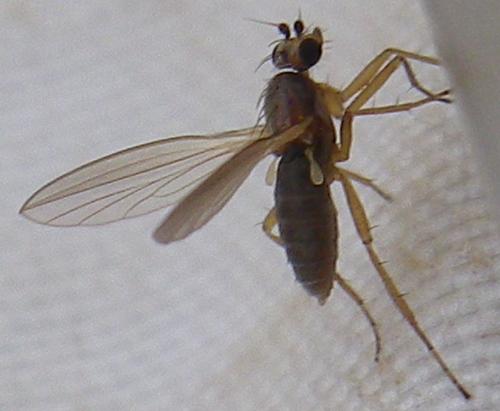 Réf. 139 538 : Lonchoptera sp.