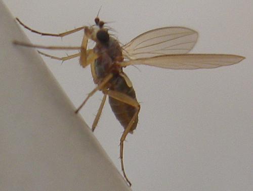 Lonchoptera sp.
