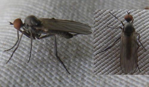 Empis sp.