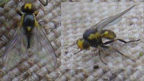 Liriomyza sp.