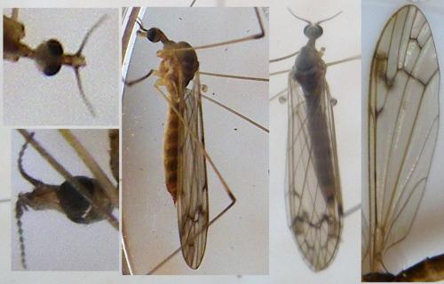 Dicranomyia sp.