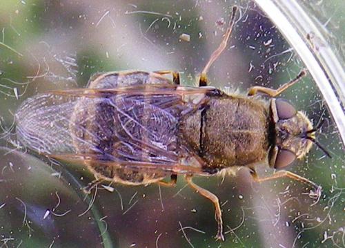 Odontomyia argentata