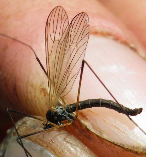 Tricyphona immaculata