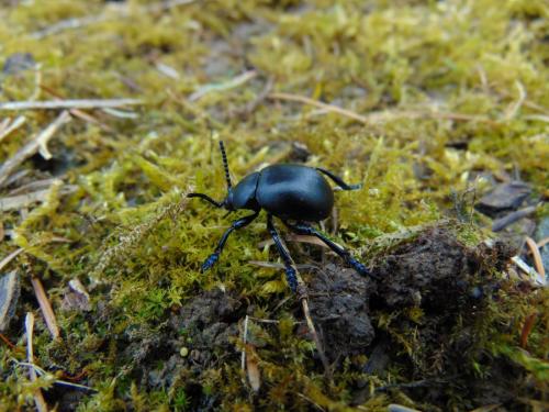 Timarcha tenebricosa