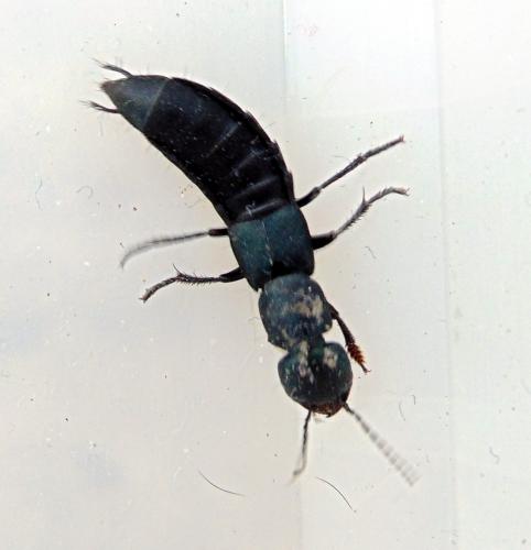 Ocypus ophthalmicus