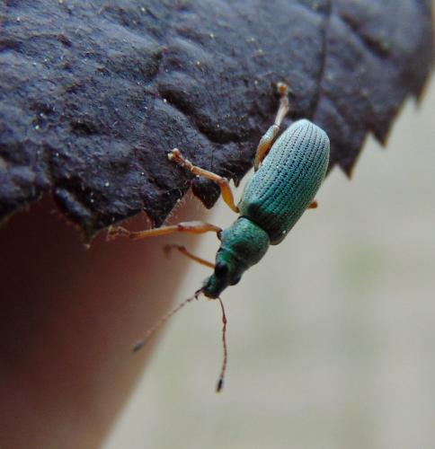 Réf. 139 917 : Polydrusus formosus