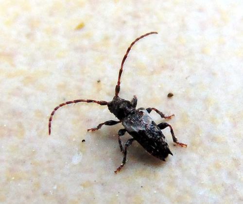 Réf. 139 921 : Pogonocherus hispidus