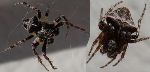Réf. 139 187 : Gibbaranea bituberculata