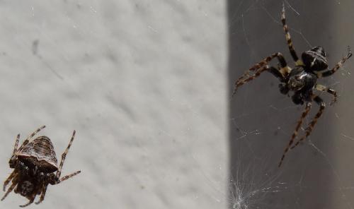 Gibbaranea bituberculata