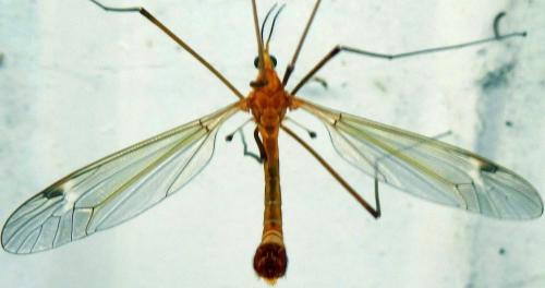 Réf. 139 189 : Tipula lunata